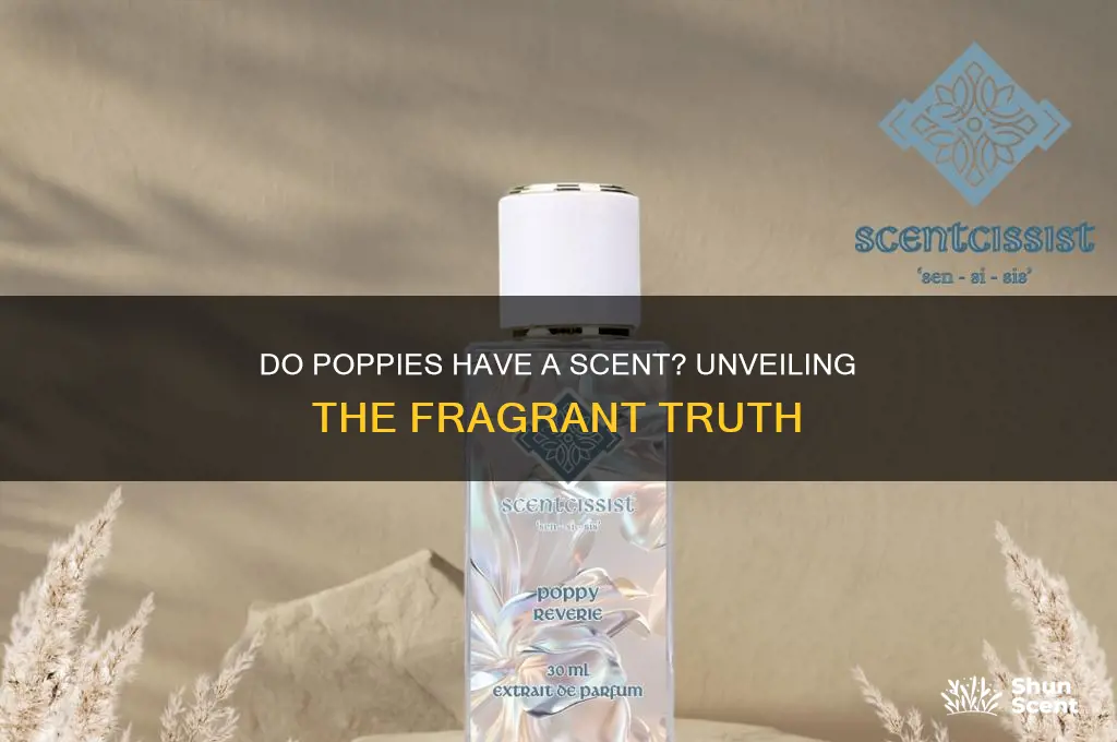 do poppies have a scent