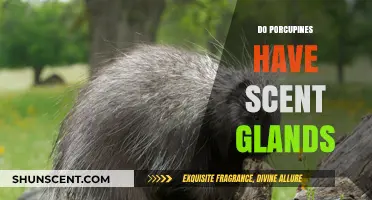 Do Porcupines Have Scent Glands? Uncovering Their Unique Defense Mechanisms
