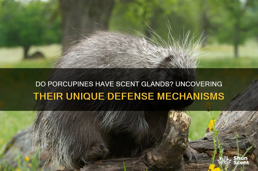 do porcupines have scent glands