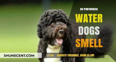 Do Portuguese Water Dogs Smell? A Comprehensive Guide to Their Odor
