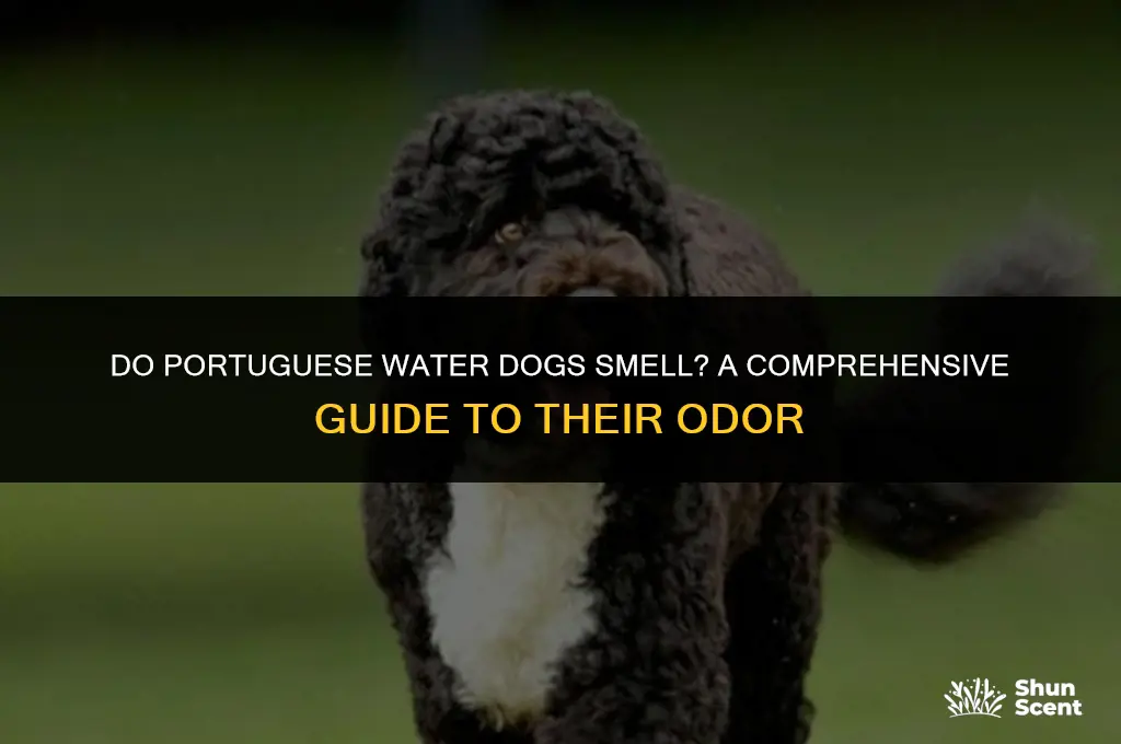 do portuguese water dogs smell