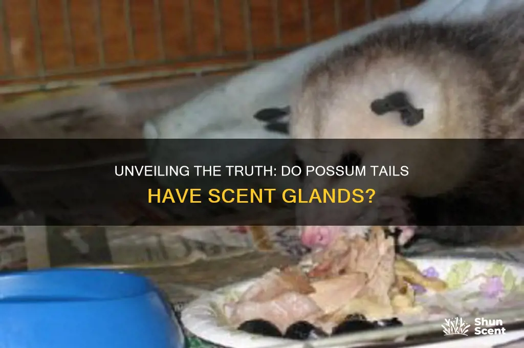 do possum tails have scent glands