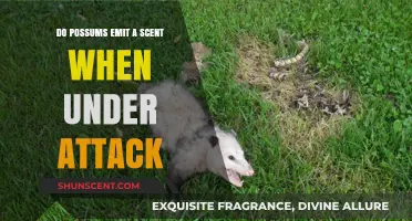 Do Possums Emit a Scent When Threatened? Uncovering Their Defense Mechanism