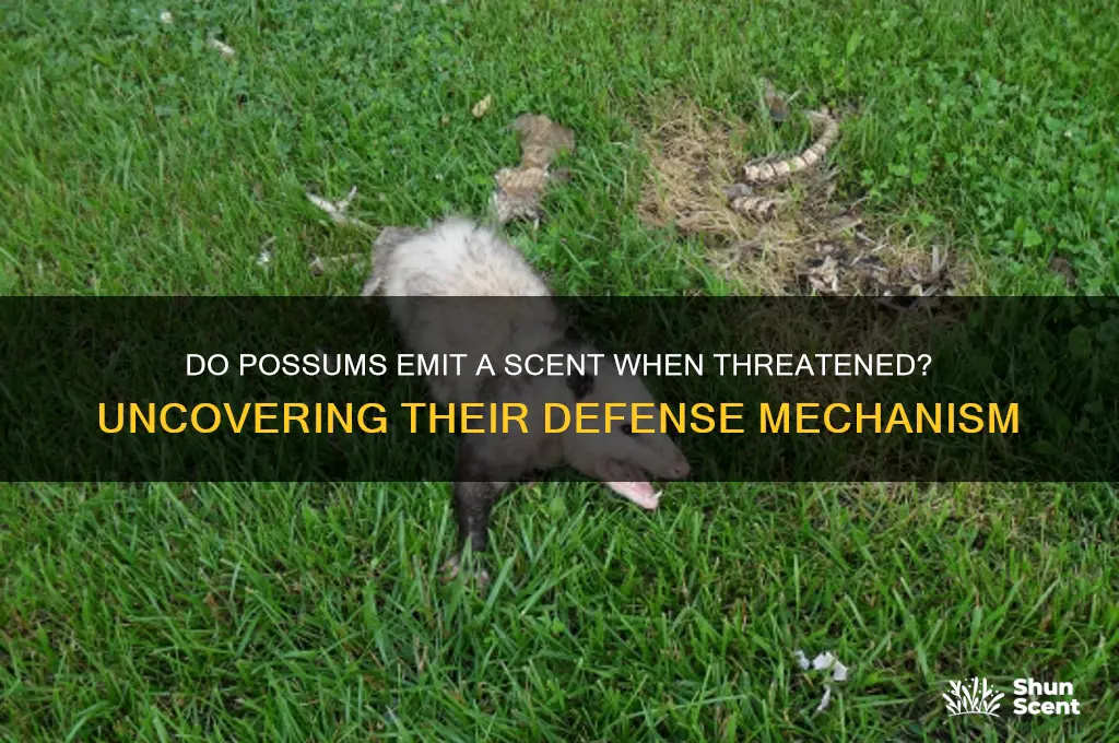 do possums emit a scent when under attack