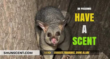 Do Possums Have a Scent? Uncovering Their Unique Odor Secrets