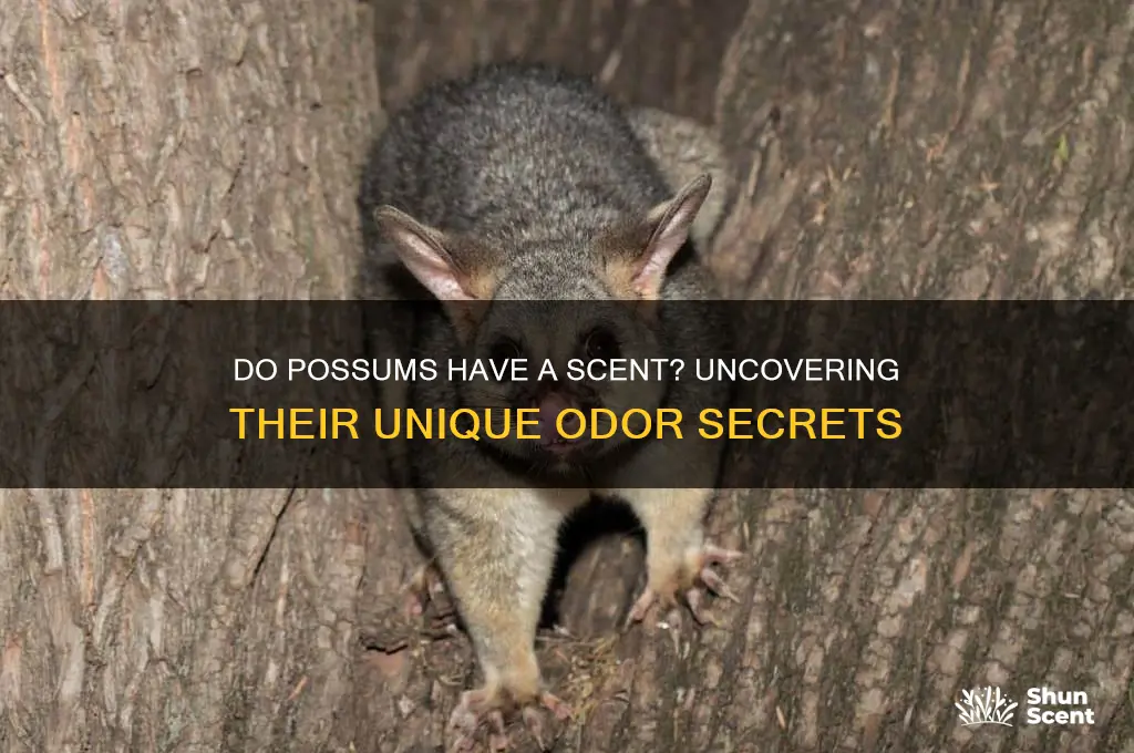 do possums have a scent