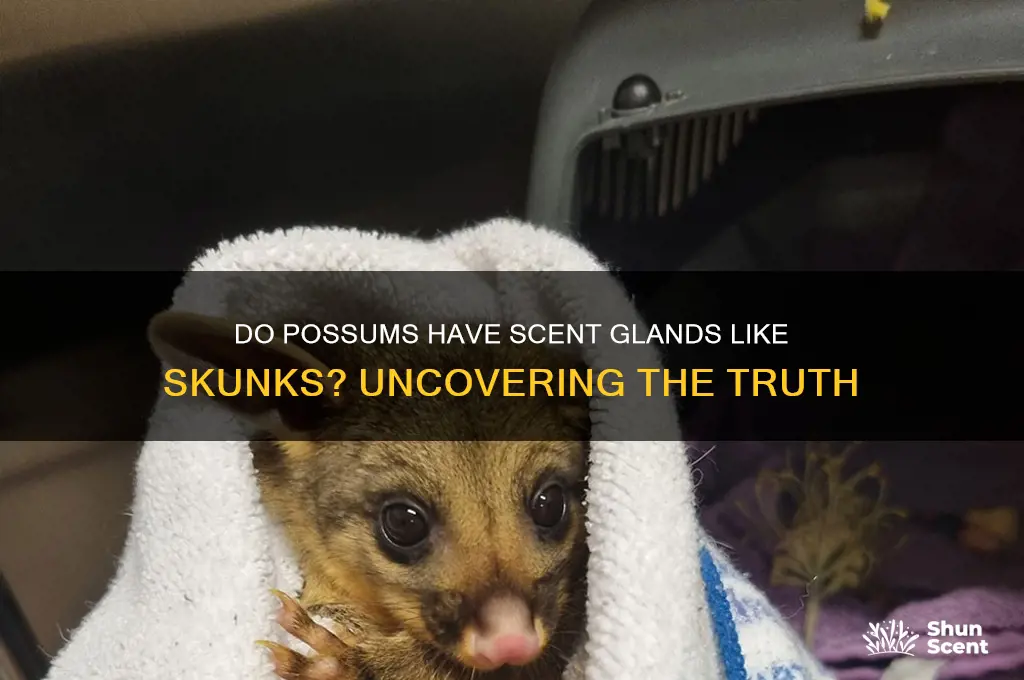 do possums have scent glnds like skunks