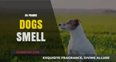 The Surprising Truth About Prairie Dog Scents