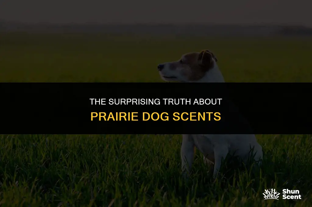 do prairie dogs smell