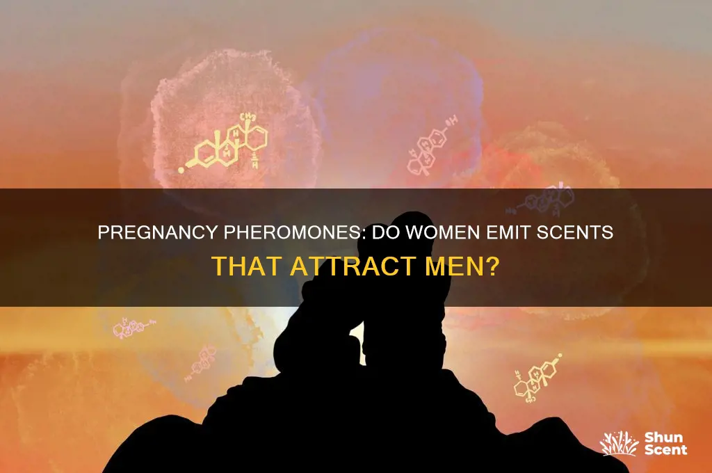 do pregnant woman emit scent that attract men