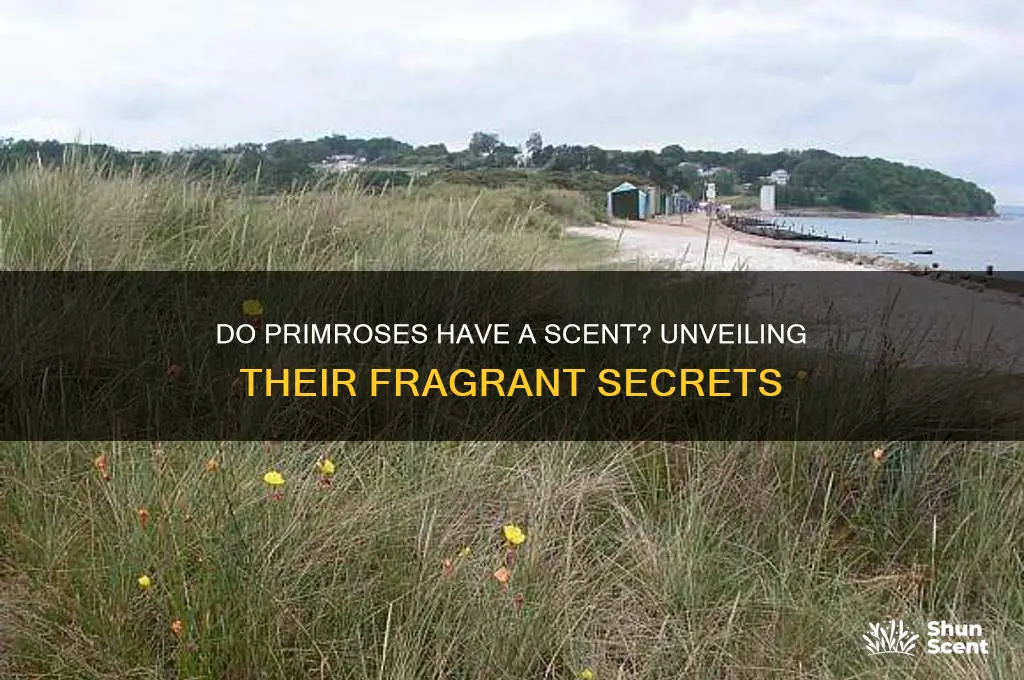 do primroses have a scent