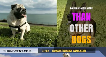 Unraveling the Mystery: Do Pugs Really Smell More Than Other Dogs?