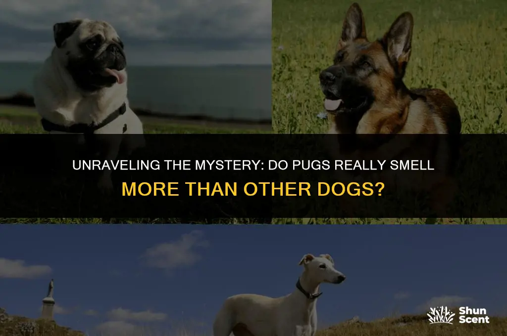 do pugs smell more than other dogs