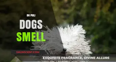 Unraveling the Myth: Do Puli Dogs Really Have a Strong Smell?