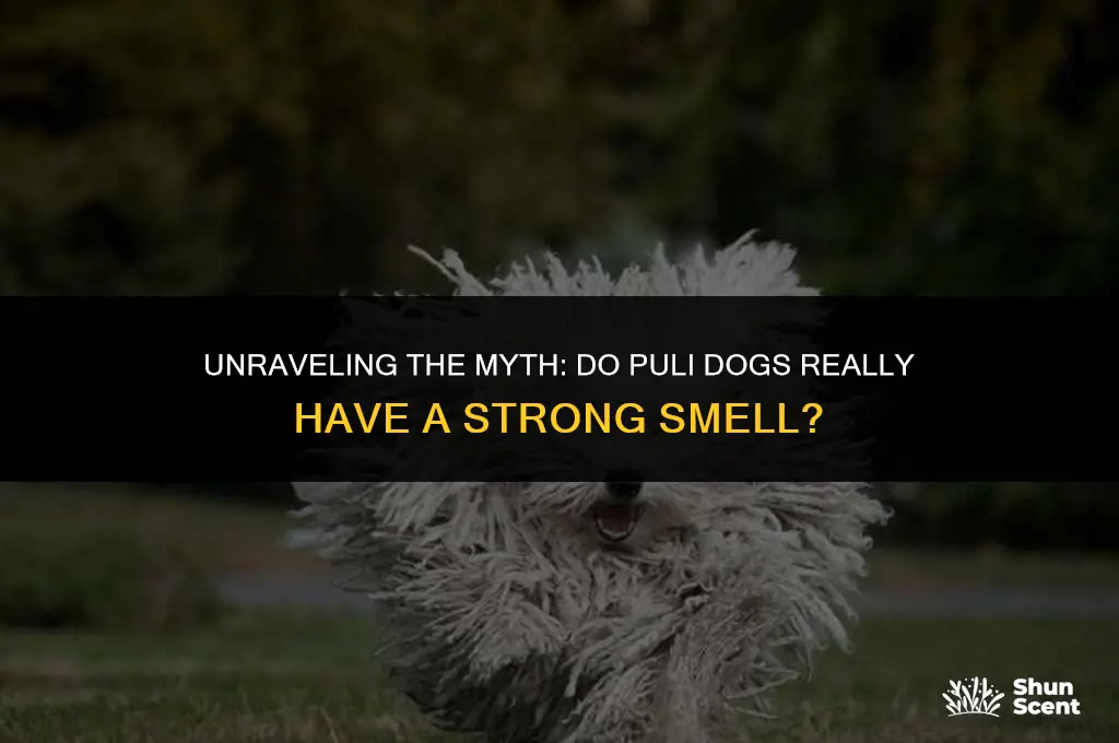 do puli dogs smell