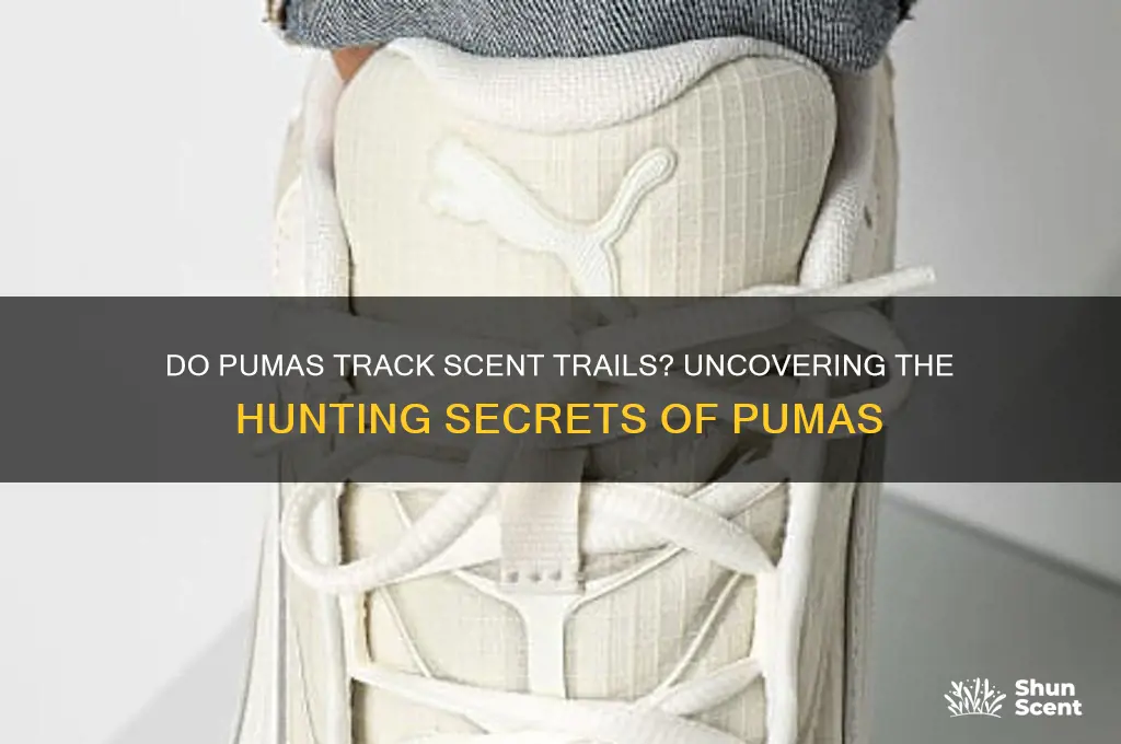do pumas track scent trails