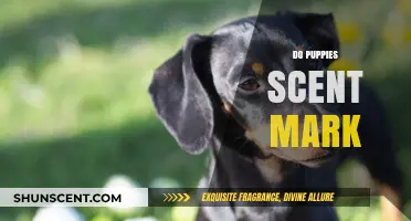 Do Puppies Scent Mark? Understanding Canine Communication and Territory Behavior