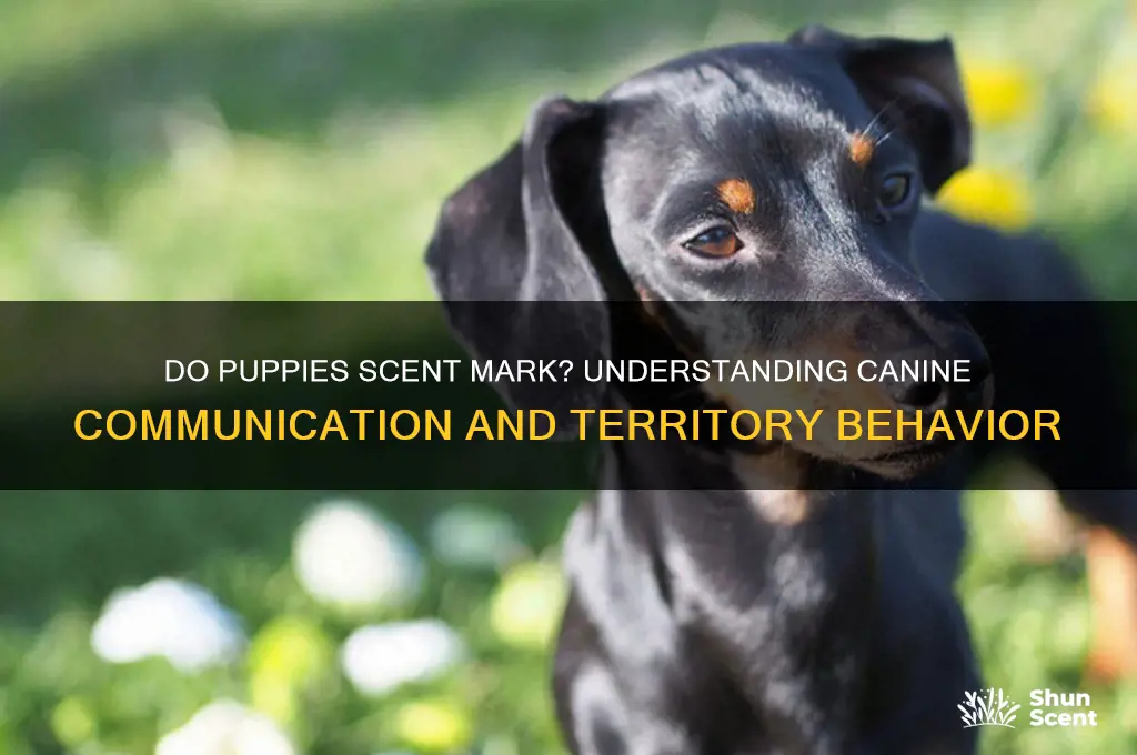 do puppies scent mark