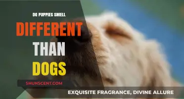 Exploring the Unique Scents of Puppies vs. Adult Dogs
