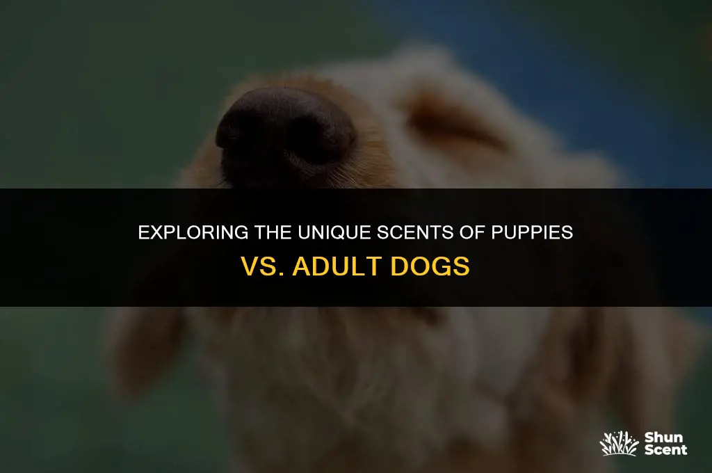 do puppies smell different than dogs