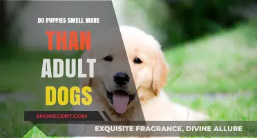 Sniffing Out the Truth: Do Puppies Really Smell More Than Adult Dogs?