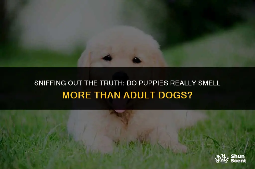 do puppies smell more than adult dogs