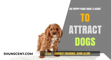 Do Puppy Pads Use Scent to Attract Dogs? Uncovering the Truth
