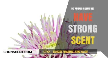 Purple Cremones: Unveiling Their Scent Strength and Floral Appeal