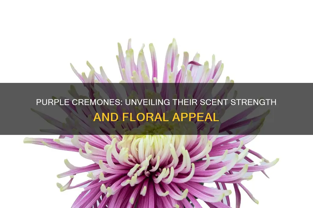 do purple cremones have strong scent