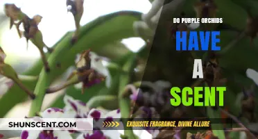 Do Purple Orchids Have a Scent? Unveiling Their Aromatic Mystery