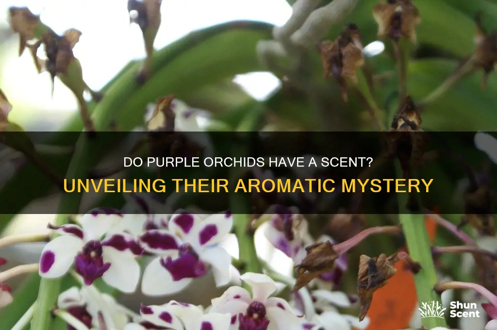 do purple orchids have a scent
