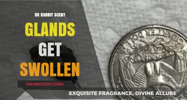 Understanding Swollen Rabbit Scent Glands: Causes, Symptoms, and Treatment