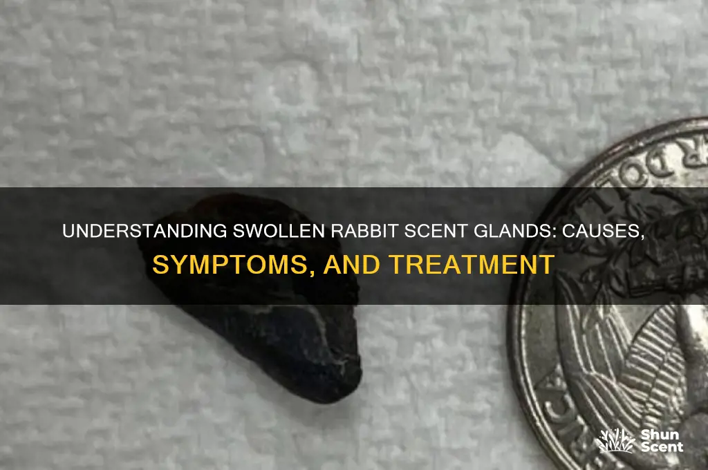 do rabbit scent glands get swollen
