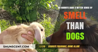 Sniffing Out the Truth: Rabbit vs. Dog Sense of Smell Showdown