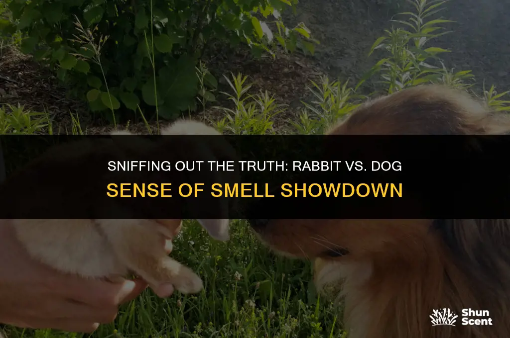 do rabbits have a better sense of smell than dogs