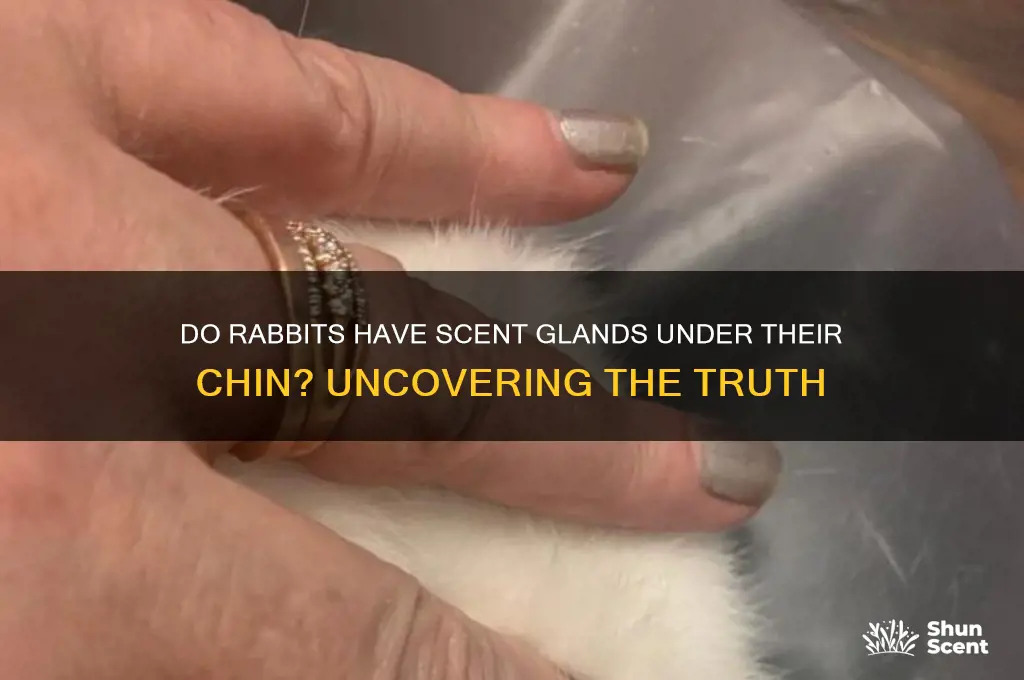 do rabbits have scent glands under their chin