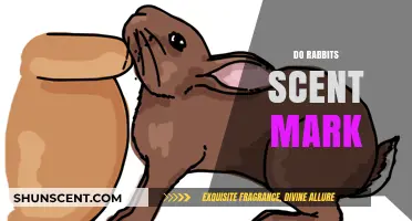 Do Rabbits Scent Mark? Understanding Their Territorial Communication Habits