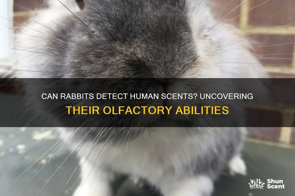 do rabbits smell human scent
