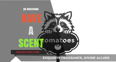Do Raccoons Have a Scent? Uncovering Their Unique Odor Markings