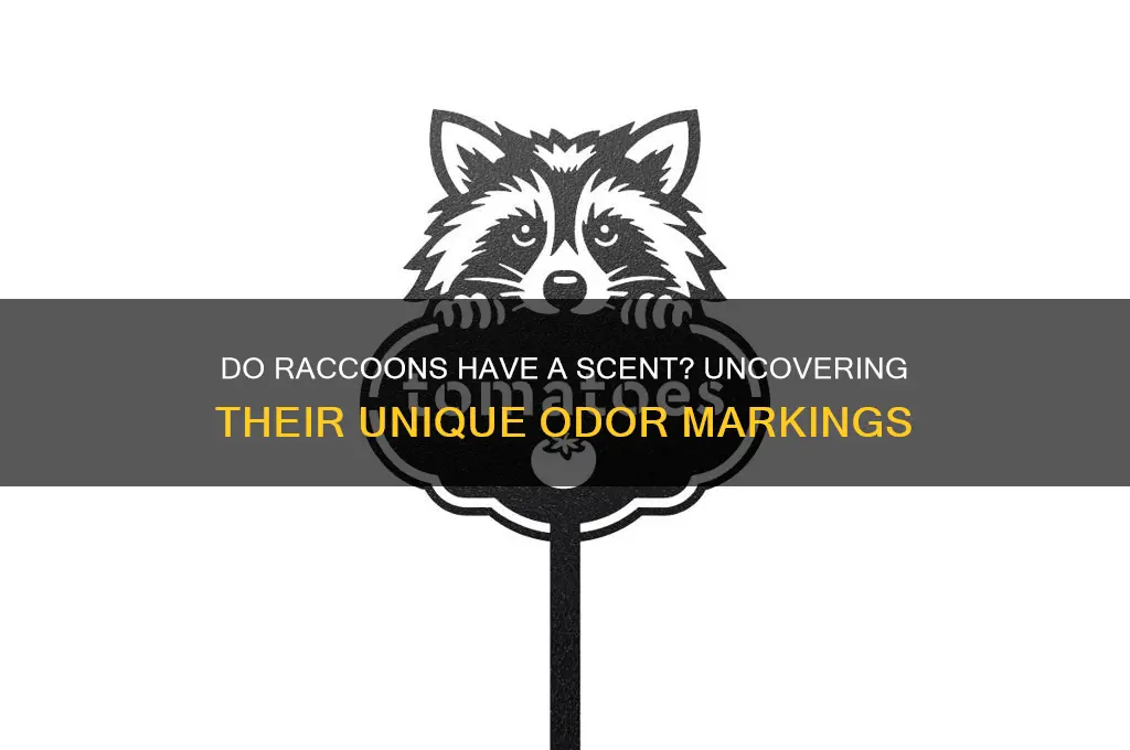 do raccoons have a scent