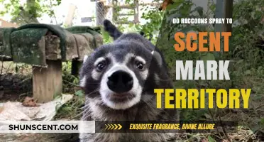 Do Raccoons Spray to Mark Territory? Uncovering Scent-Marking Myths