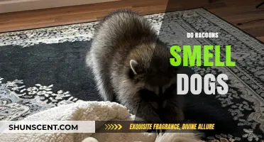 Do Raccoons Smell Dogs? Unveiling the Truth Behind This Intriguing Question