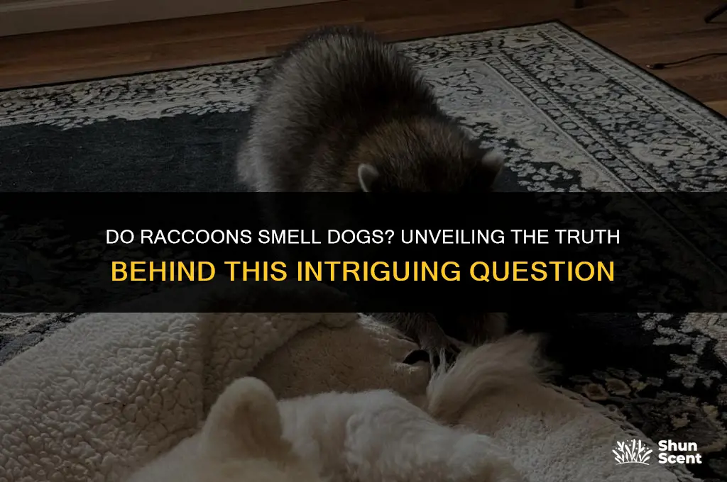 do racoons smell dogs
