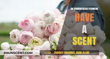 Do Ranunculus Flowers Have a Scent? Unveiling Their Aromatic Mystery