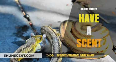 Do Rat Snakes Have a Scent? Uncovering Their Olfactory Secrets