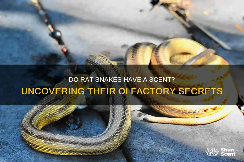do rat snakes have a scent