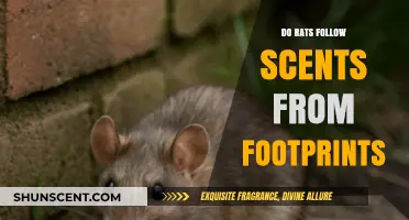 Do Rats Track Scents from Footprints? Uncovering Rodent Olfactory Abilities
