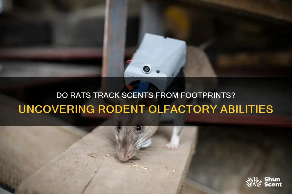 do rats follow scents from footprints