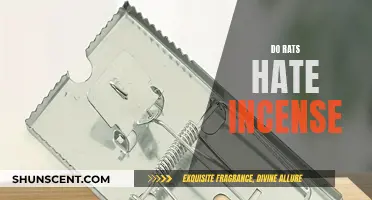 Incense and Rats: A Fragrant Feud?