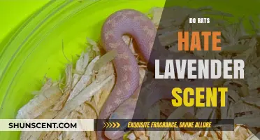 Lavender's Power: Do Rats Despise Its Soothing Aroma?